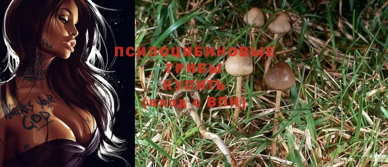 купить наркотик  Красавино  Галлюциногенные грибы MAGIC MUSHROOMS 